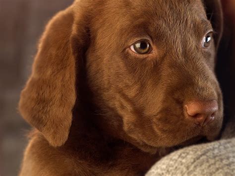 Chocolate Lab Puppies For Adoption Wa | BILSTA57.COM