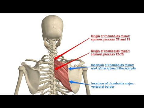 Two Minutes of Anatomy: Rhomboid Major and Rhomboid Minor (Rhomboids ...