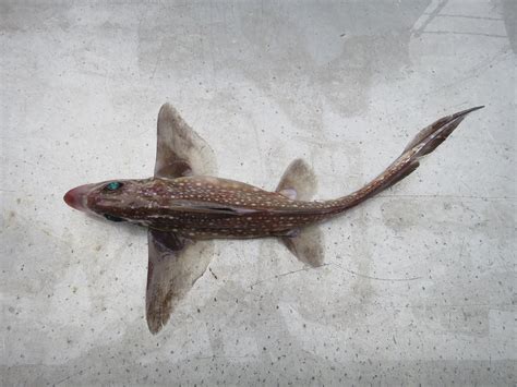 Spotted Ratfish (Hydrolagus colliei) - a photo on Flickriver