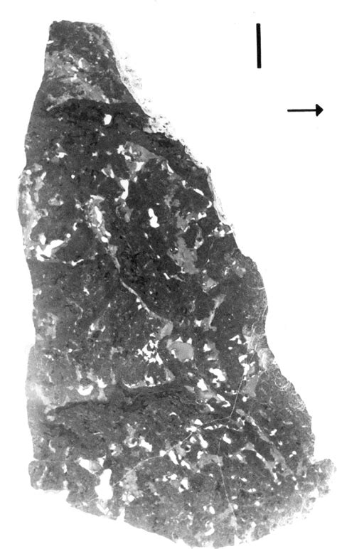 Figure 2 from Early Proterozoic (1.9 Ga) thrombolites of the Rocknest formation, Northwest ...