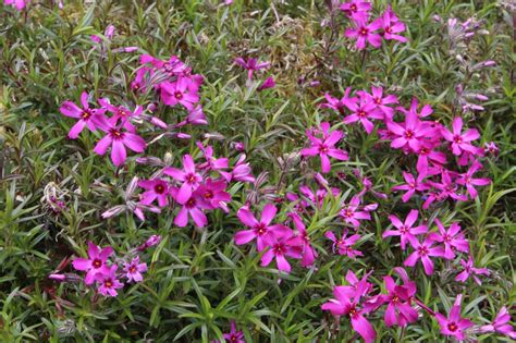 Phlox subulata 'Temiskaming' provides a carpet of vibrant pink flowers in early summer. Our best ...