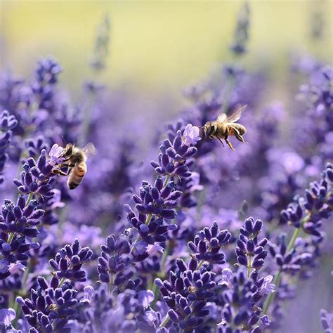 Bee Pollen—Taking the Sting Out of Allergies