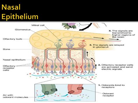 The Apical And Basal Regions Of An Epithelium Steve G - vrogue.co