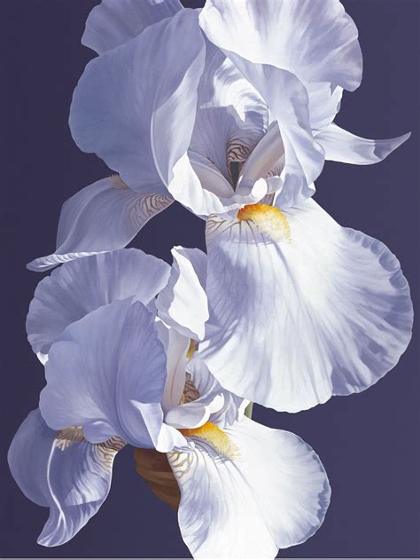 Oil painting - White Iris - Linda Alexander ROI SBA | Iris art, Floral oil paintings, Painting