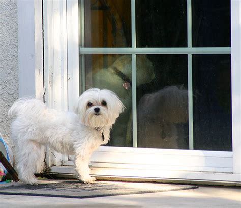 Maltese teddybear cut - Page 3 - Maltese Dogs Forum : Spoiled Maltese ...