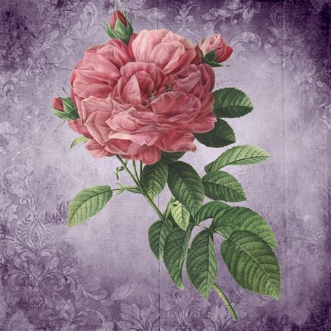 Vintage Floral Rose Art Free Stock Photo - Public Domain Pictures