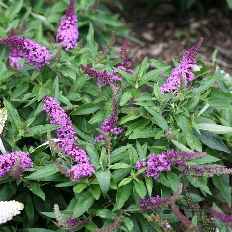 Lavender Soda Pop Butterfly Bush, Dwarf Buddleia Bush - 1 Gal - Walmart.com