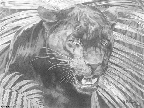 Black Panther Artwork by Joseph Bellofatto (c)2017 Graphite pencil on ...