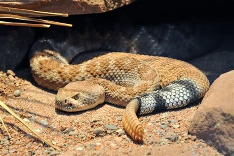 How do Snakes Adapt to the Desert? — Snakes for Pets