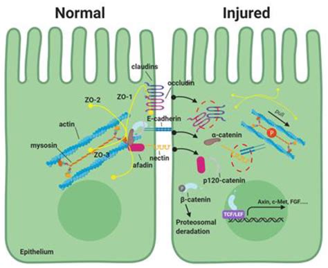 IJMS | Free Full-Text | The Regulation of Intestinal Mucosal Barrier by ...