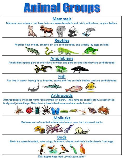 Animal groups guide : r/coolguides