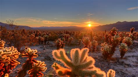 Download wallpaper 3840x2160 cactuses, desert, sunrise, nature 4k uhd 16:9 hd background