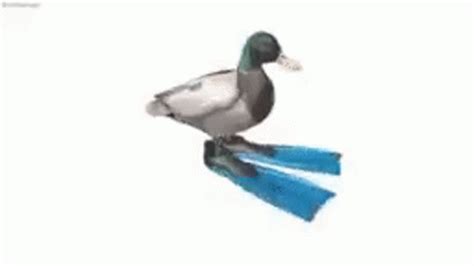 Spinning Duck GIF - Spinning Duck - Descobreix i comparteix GIF