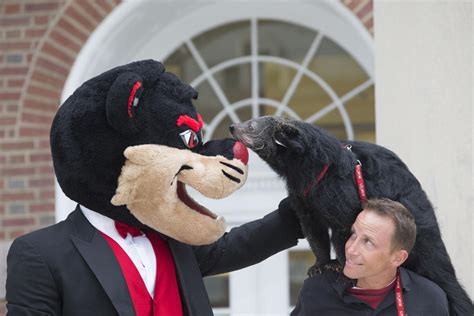 University celebrates 100 years of Bearcat mascot | College Life ...