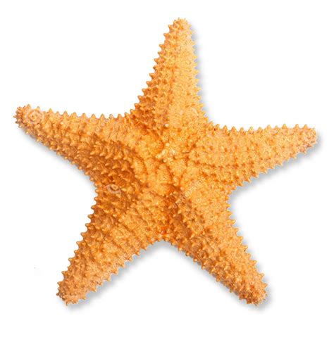 Starfish clipart realistic, Starfish realistic Transparent FREE for download on WebStockReview 2023