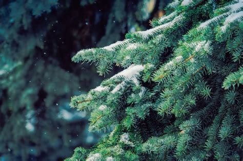 Premium Photo | Evergreen trees in winter