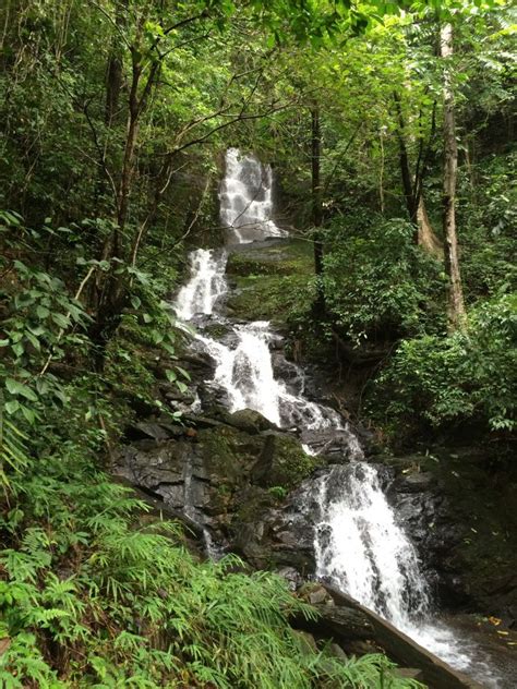 Thailand - Jungle Trekking in the rainforest | Night hiking, Asia travel, Rainforest