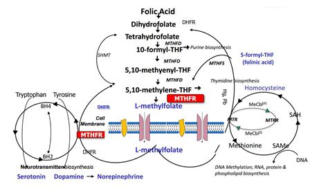 My Guide to MTHFR Gene Mutation, MTHFR Testing & Treatment