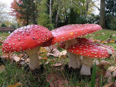 Les champignons vénéneux