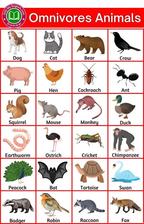 Examples | Omnivorous animals, Animals name in english, Animals name list