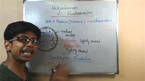 Euchromatin and hetero chromatin - structure and difference - YouTube