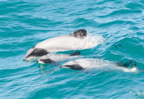 Akaroa Dolphins | Canterbury