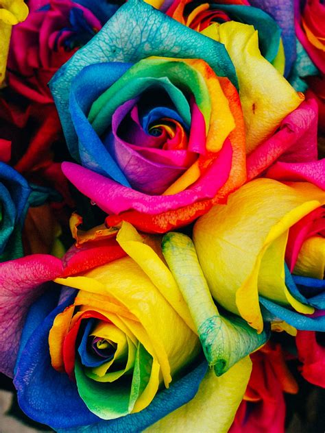 Rainbow Roses Wallpaper - iPhone, Android & Desktop Backgrounds