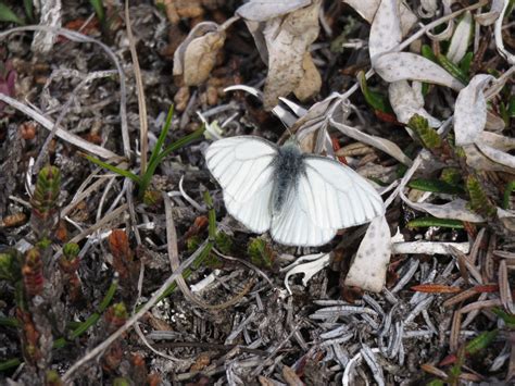 Alaska | Butterflies and Moths of North America