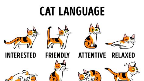 An Adorably Animated Comprehensive Guide to Understanding What a Cat is Trying to Communicate ...