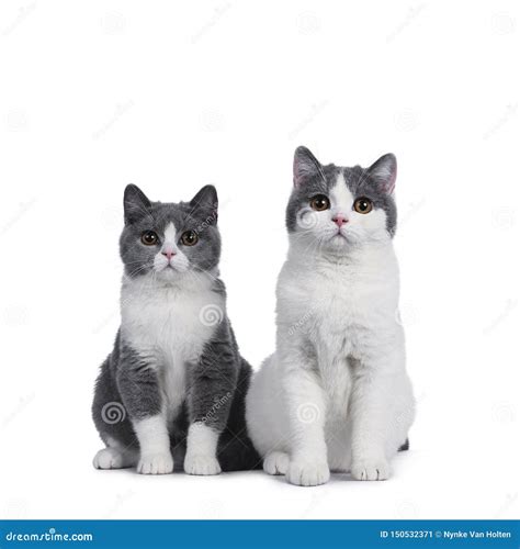 Cute Blue White British Shorthair Kittens on White Stock Image - Image ...