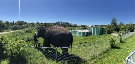 Lucy the Elephant at Edmonton Valley Zoo (July 2022) - ZooChat