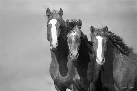 Black And White Horse