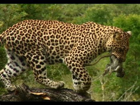 Induna the male leopard catches a baby monkey in this Safari TV Diary - 2011.02.08 - YouTube