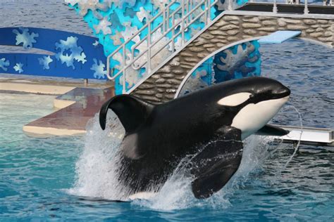 Shamu / Orca Foto & Bild | tiere, zoo, wildpark & falknerei, säugetiere ...