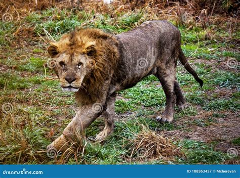 Liontiger Hybrid Cubs Meet The Public