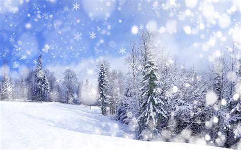 Winter forest scenery wallpaper | 2560x1600 | #32524