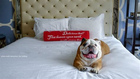 Pet Friendly Hotels in Philadelphia | Kimpton Hotel Monaco Philadelphia