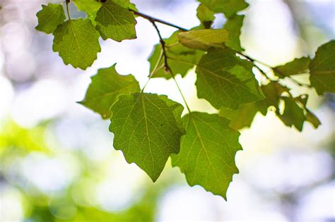 White Poplar Tree | Natick, MA - Official Website