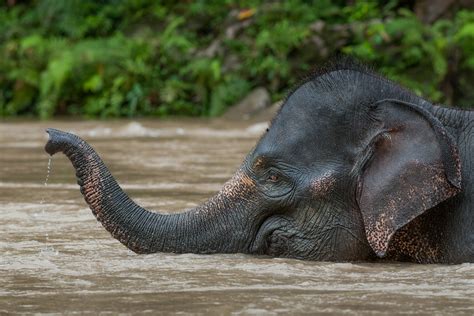 Asian Elephant | Sean Crane Photography