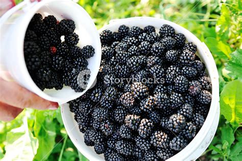 Blackberry harvest collecting Royalty-Free Stock Image - Storyblocks