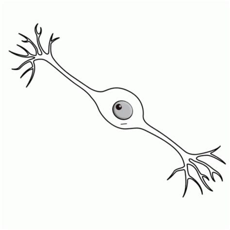 Neuron Bipolar GIF - NEURON Bipolar Bipolarneuron - Discover & Share GIFs