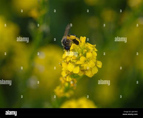 Macro photography of a honey bee Stock Photo - Alamy