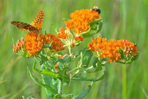 Butterfly Milkweed : A Gardener’s Guide and Plant Profile - Spoken Garden