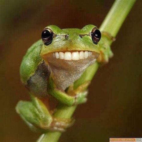 Account Suspended | Funny frog pictures, Frog pictures, Funny frogs