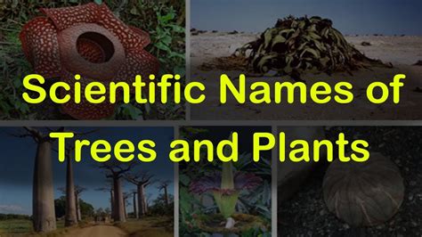 Scientific Names of Trees and Plants || General Knowledge for competitive Exams || GK Adda - YouTube