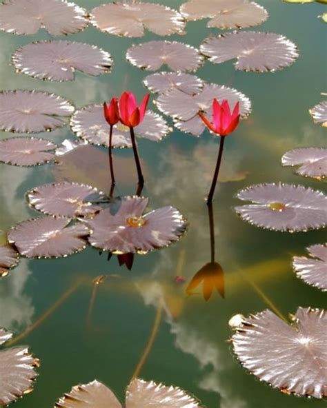 Red Water Lily Pond Flower Photograph Wall Decor | Etsy