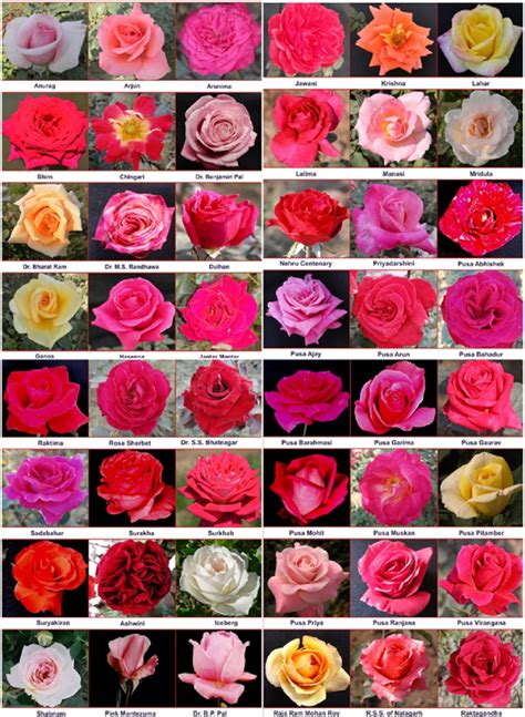 Variability in the flower color of rose varieties used in the present... | Download Scientific ...