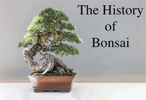 History of Bonsai Trees - Bonsai Craft