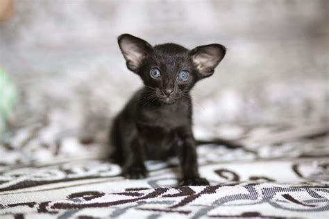 Black Oriental Shorthair: Facts, Traits & FAQs (With Pictures)