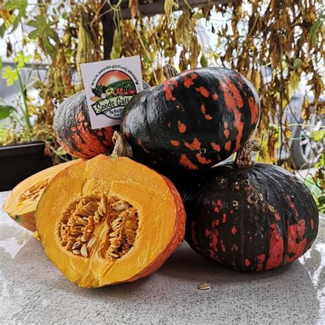 Black Hokkaido pumpkin Seeds - Price €2.45